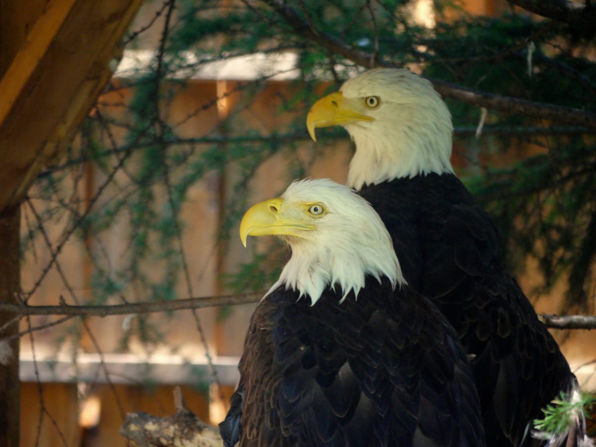 Mot du vendredi- France- Ecouter les aigles