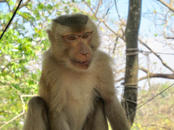 Kampong Cham- un peu plus loin au nord du Cambodge
