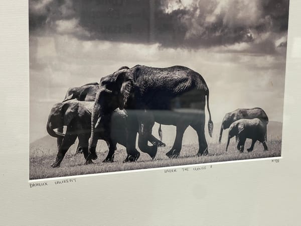 La leçon de l'Éléphant