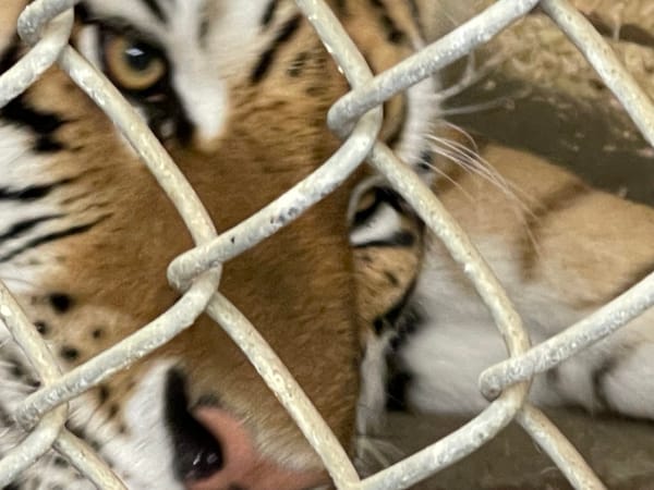 Vivre ses rêves d'enfance- Autonomisation vs Imposition